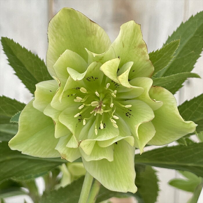 加藤農園さんフェア④♪＊キラメキ☆チョコレート＊購入クリロー決定