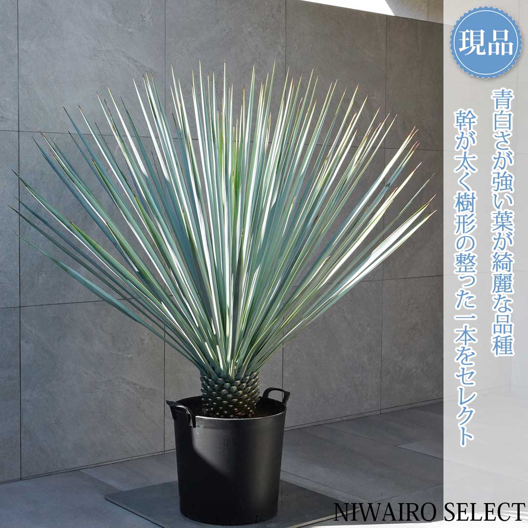 楽天市場】ユッカ リギダの通販