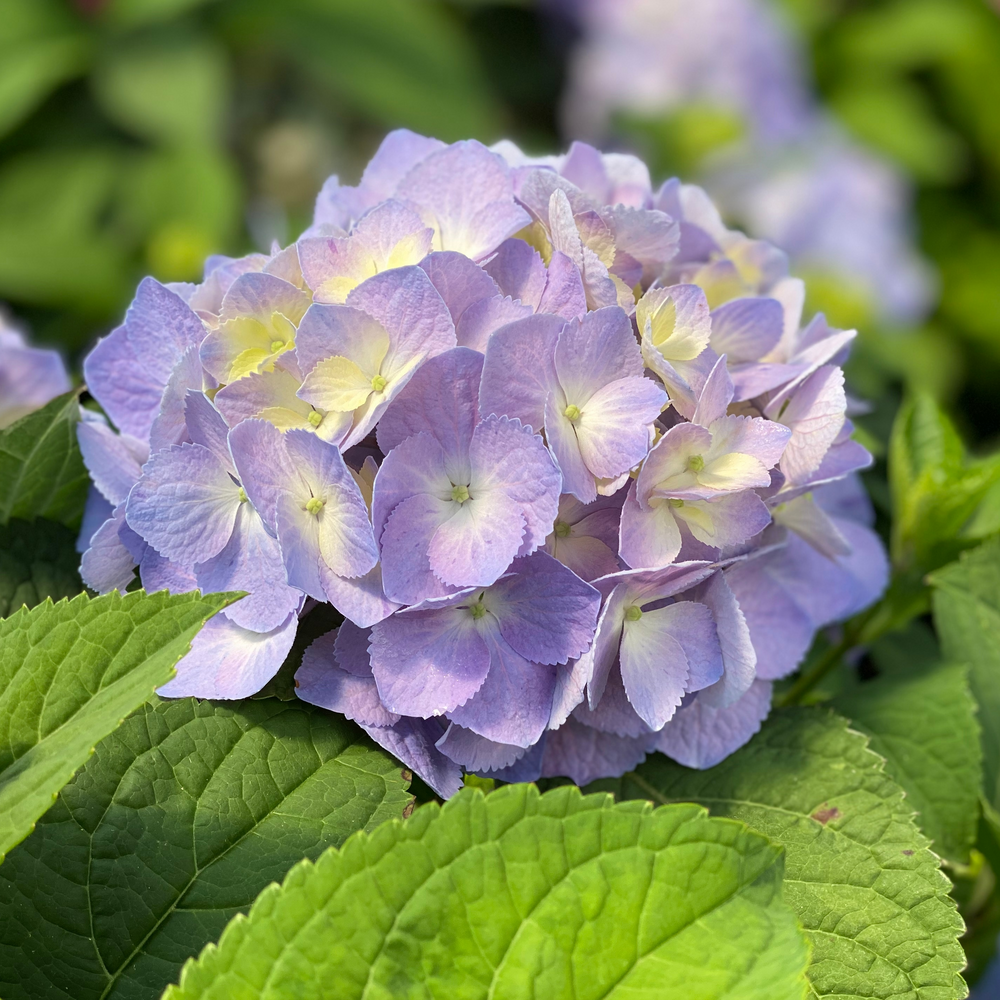 LET'S DANCE SKY VIEW® Continuous Blooming Hydrangea - Proven