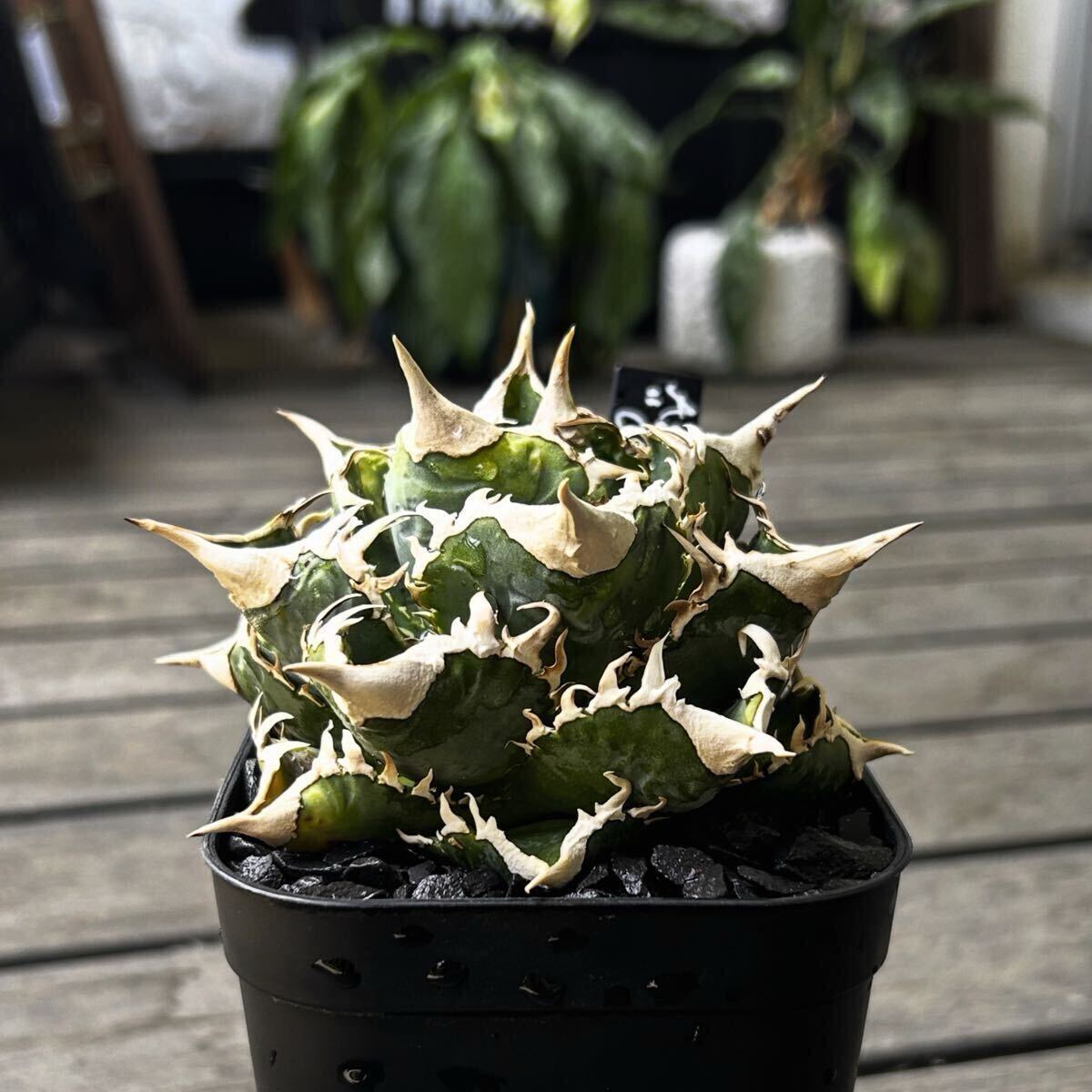 Yahoo!オークション -「cj special アガベ」の落札相場・落札価格