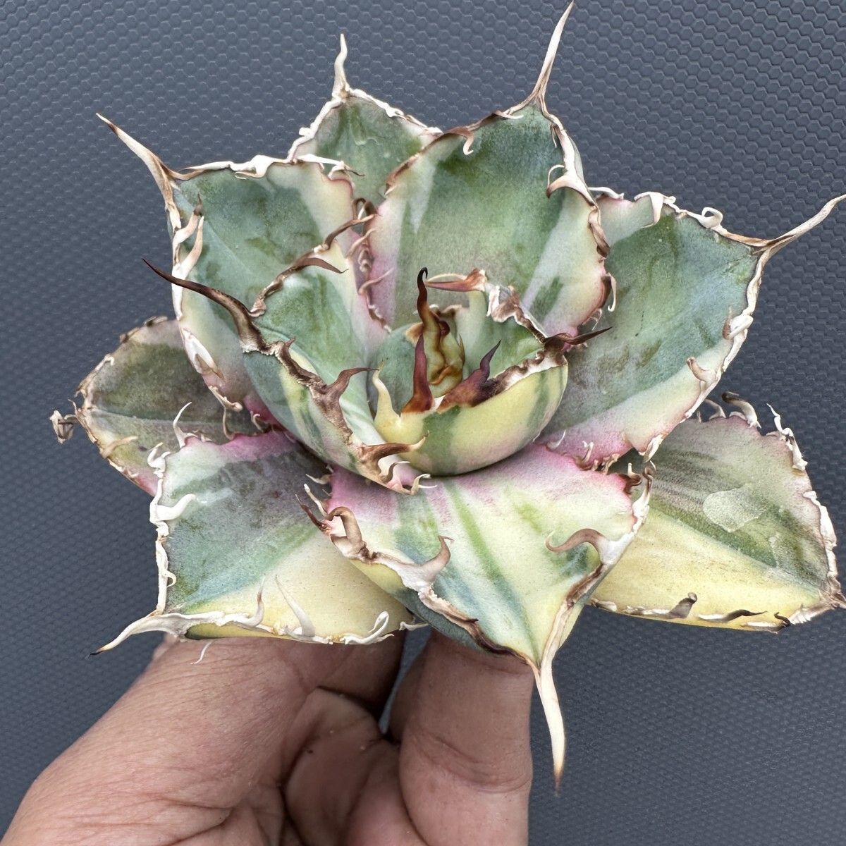 Yahoo!オークション -「アガベ チタノタ錦」の落札相場・落札価格