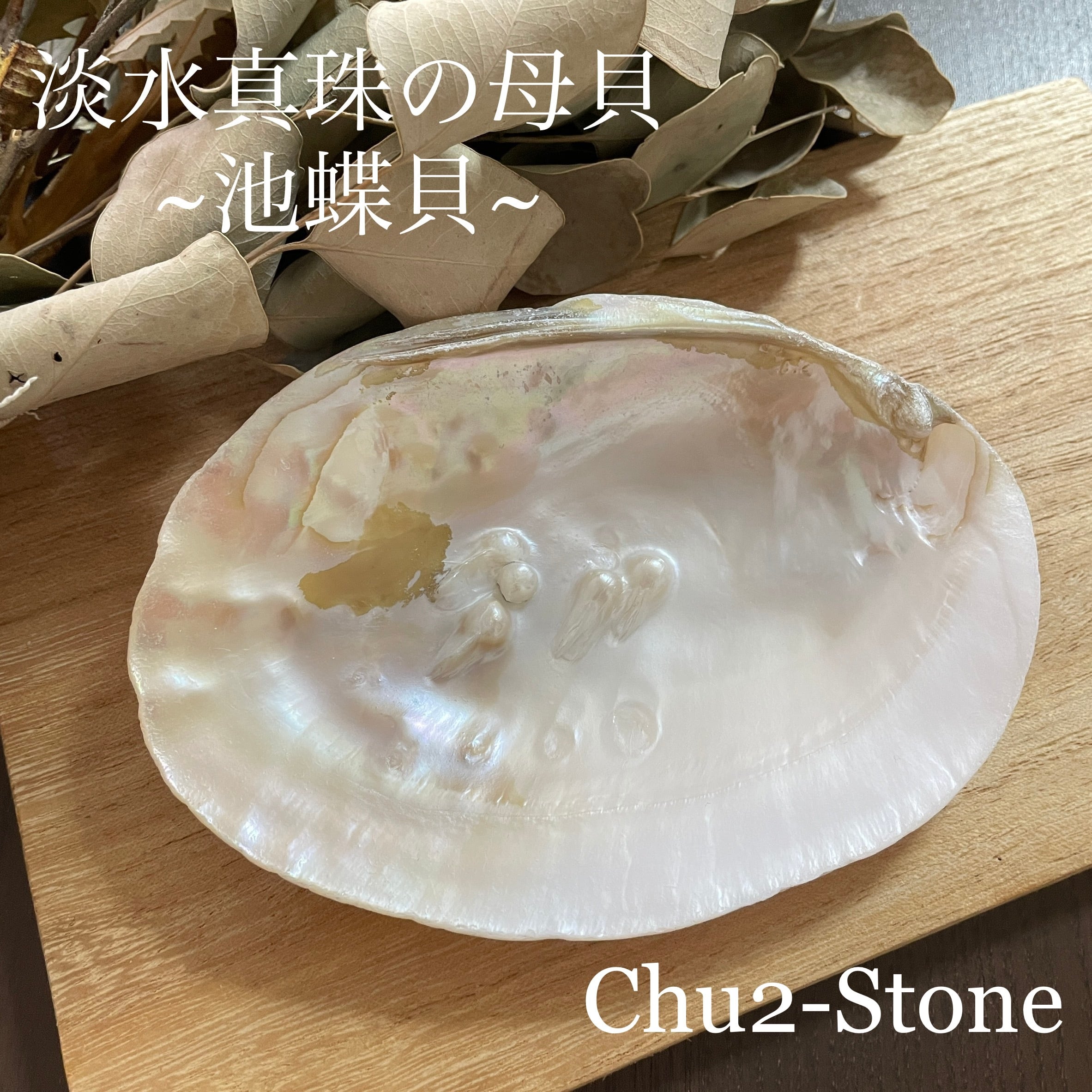 池蝶貝】 淡水真珠の母貝 アクセサリー入れにオススメ A | chu2stone