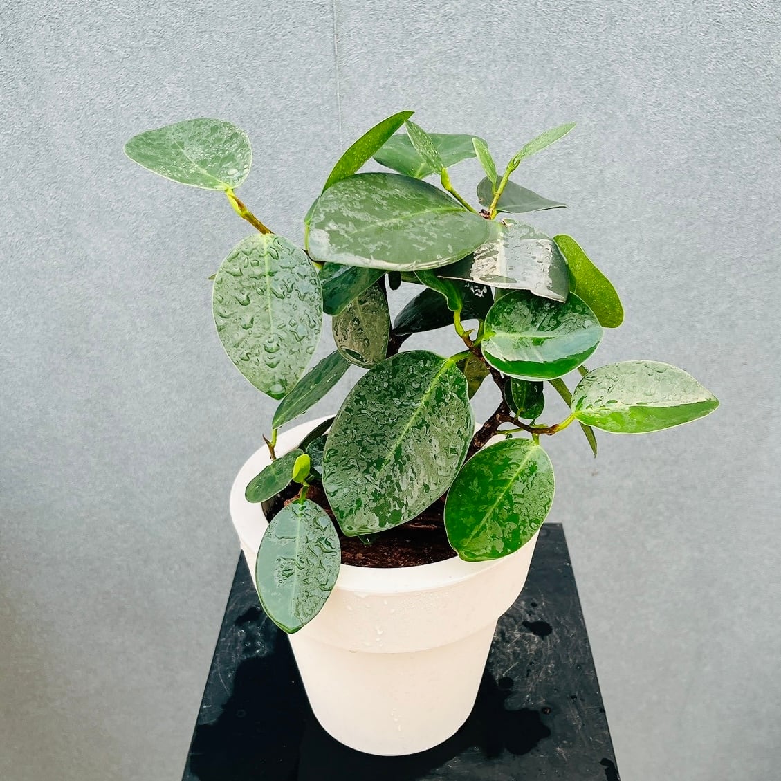 現品］G シェフレラ ホンコンカポック 曲がり 7号 観葉植物 室内 大型