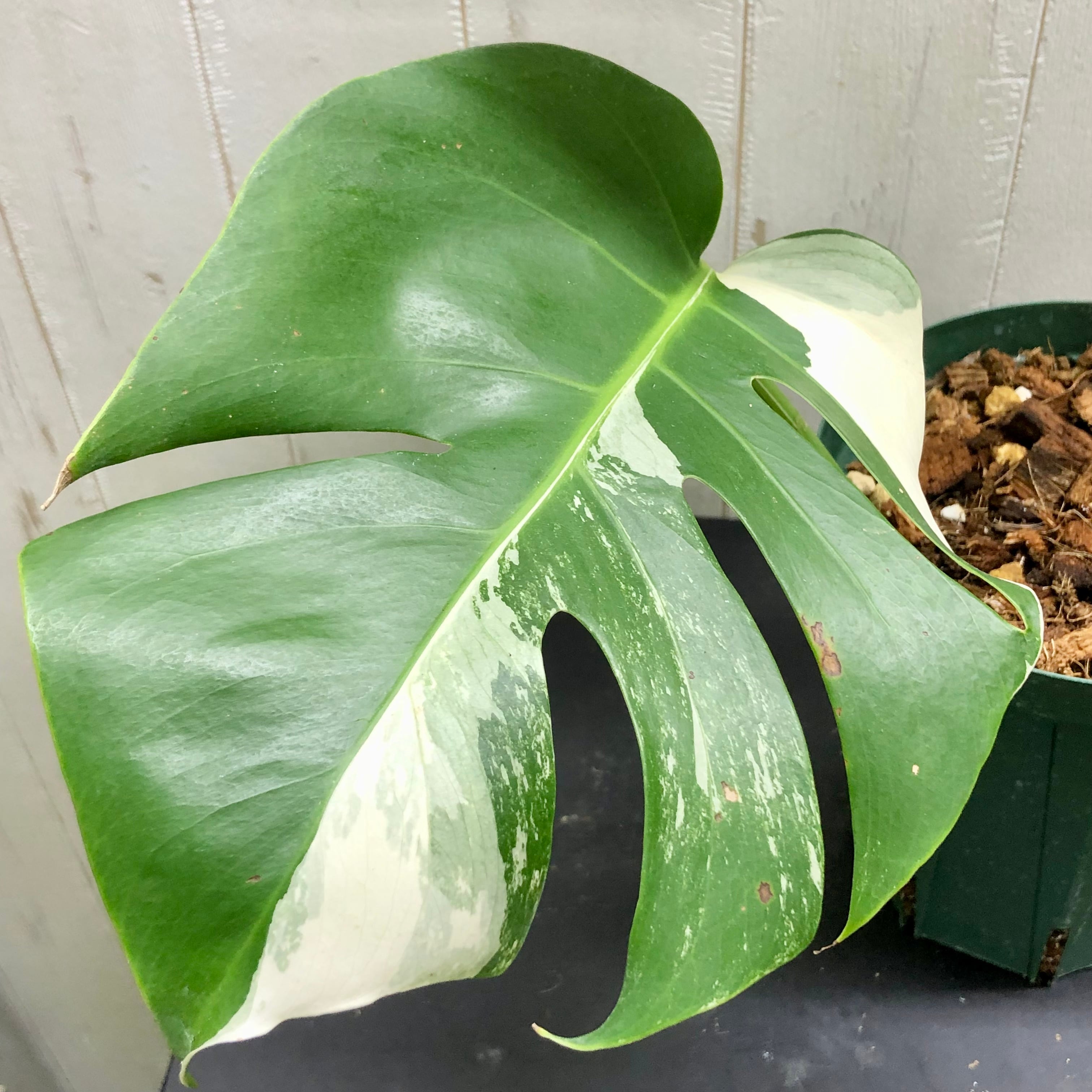 状態良好 斑入り モンステラ ボルシギアナ ホワイトタイガー | PLANTS