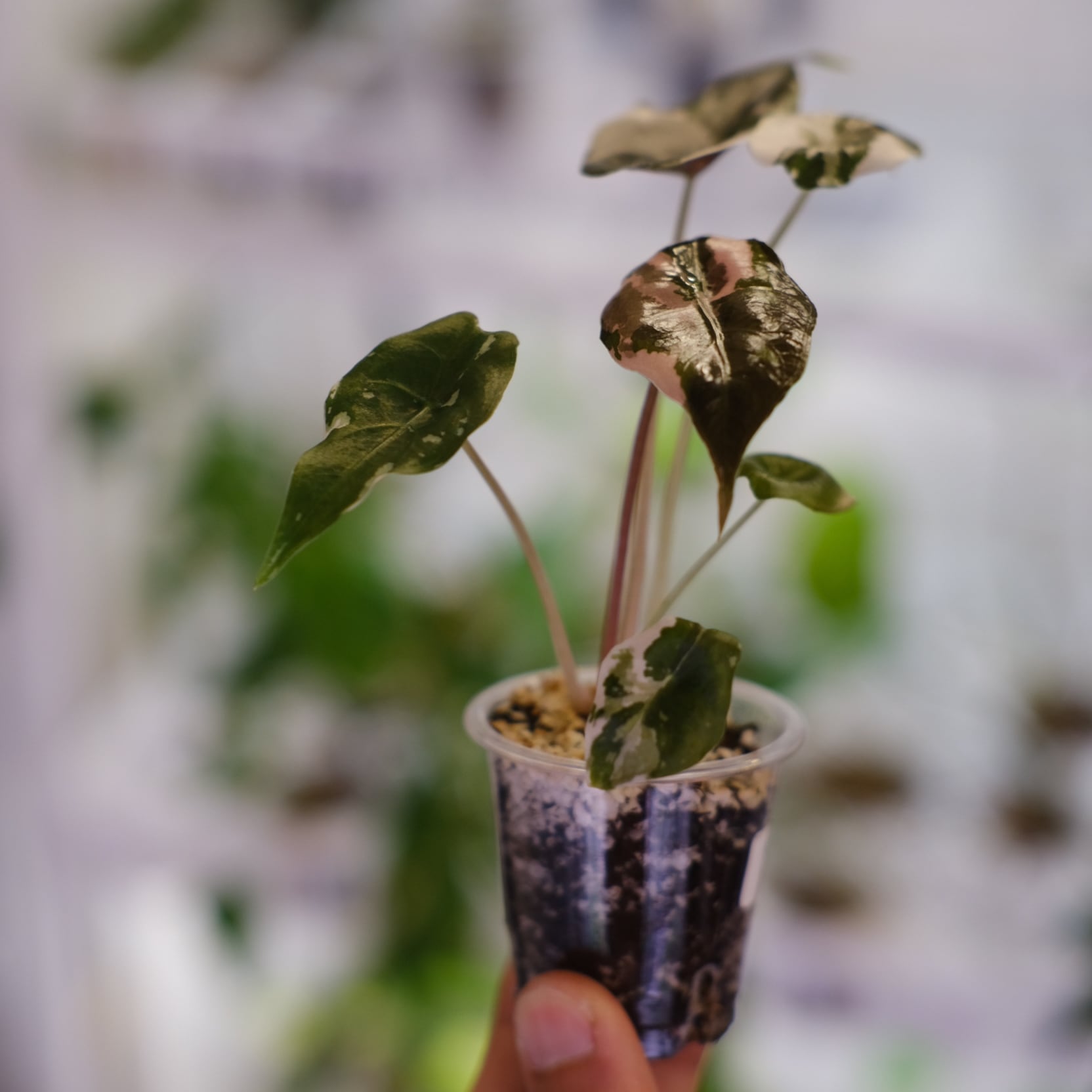 Alocasia chantrieri pink /アロカシア シャントリエリ②