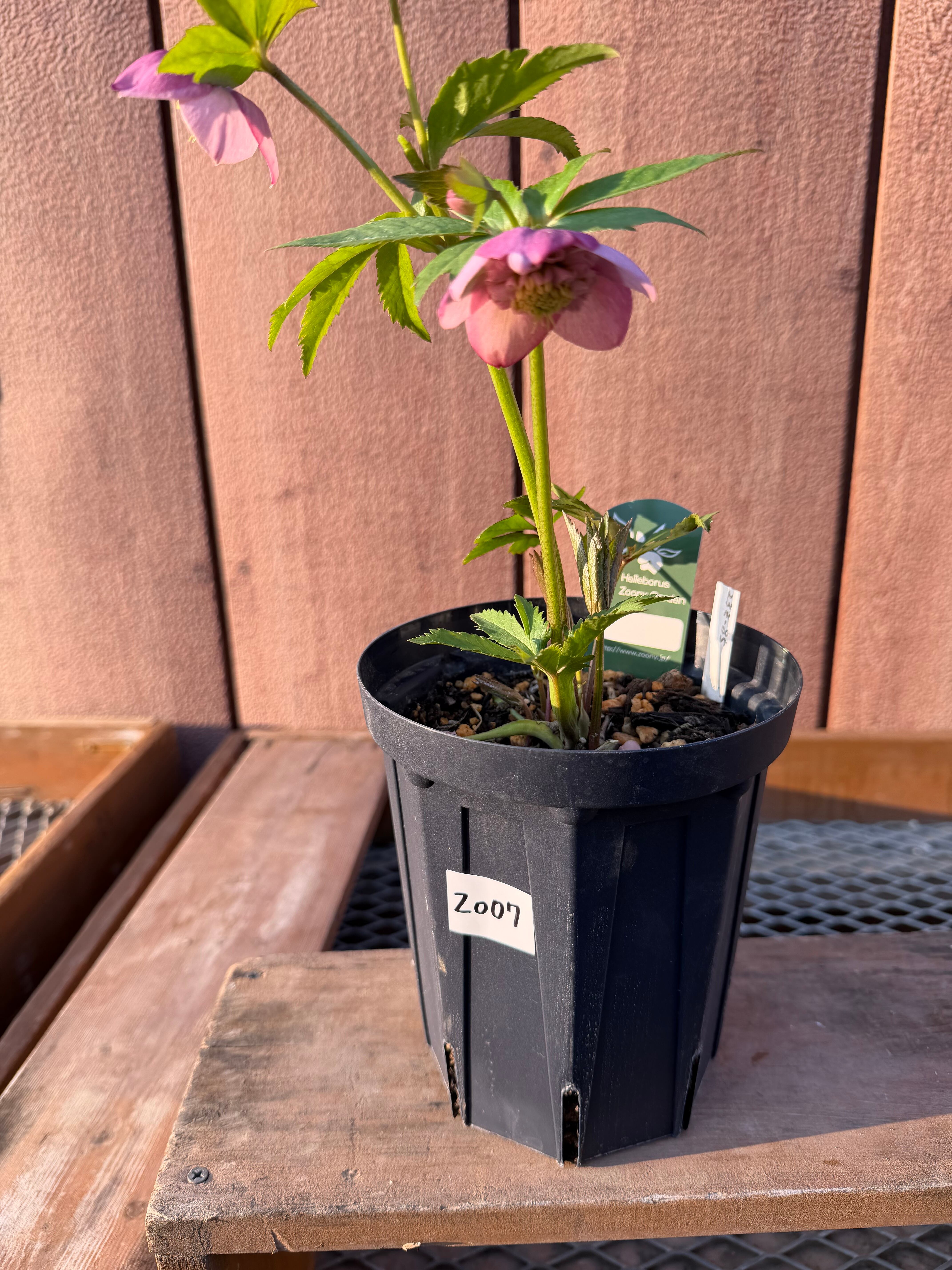 カップ咲さくらピンクsd クリスマスローズ【Zo07】送料無料 | あしかが