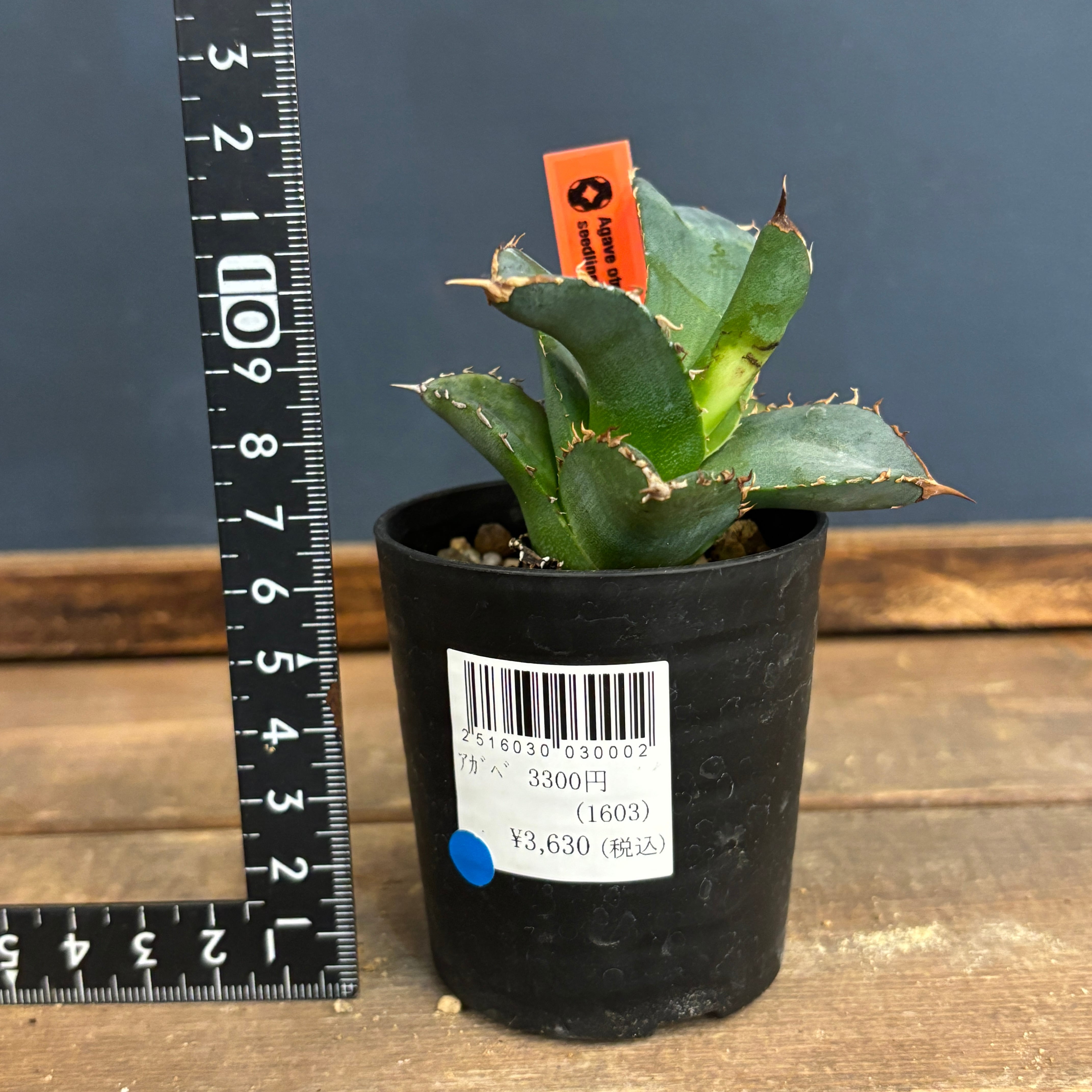 アガベ オテロイ 実生【399】 | PROTOLEAF プロトリーフ