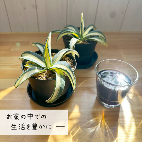 アガベ・アメリカーナ・メディオピクタ：育てやすさと観賞価値を