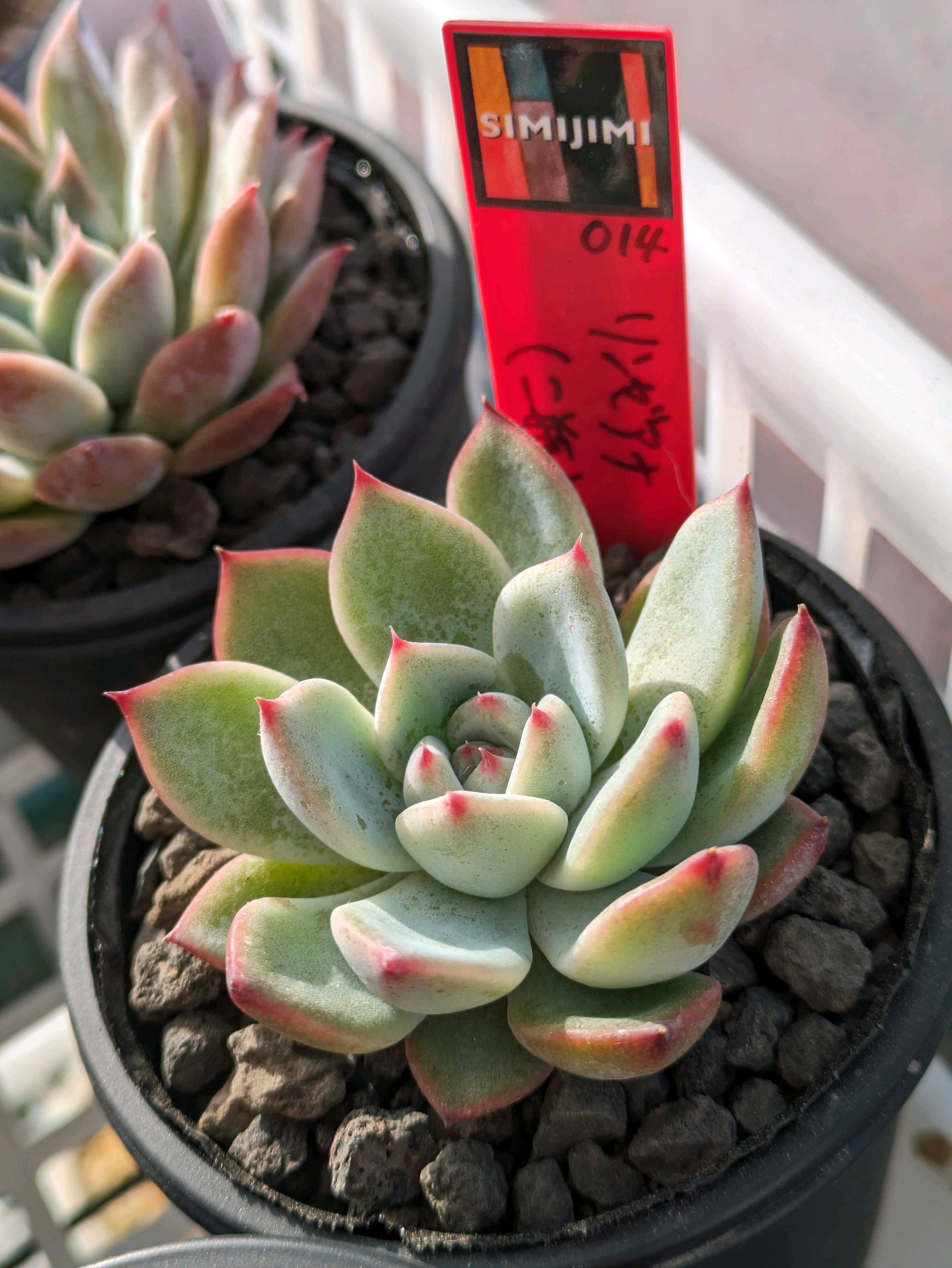 Simijimiさん苗 リンゼアナ(二瓶) 臼田リンゼアナ✖ラパス