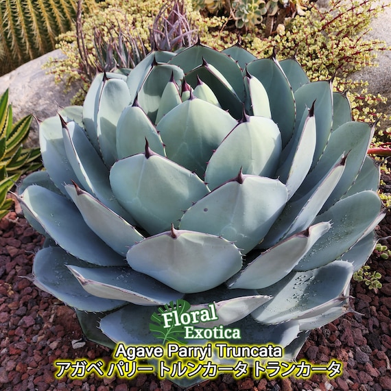 Agave Parryi Truncata - アガベ パリー トルンカータ トランカータ