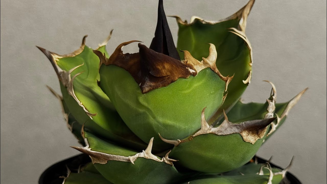 アガベ・チタノタ 白犀牛（芽）-003｜Titanota white rhino | Plus