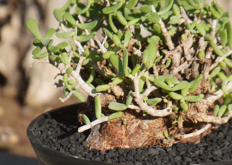 ケラリア ピグマエア | mana's farm:塊根植物・アガベ・ドライガーデン