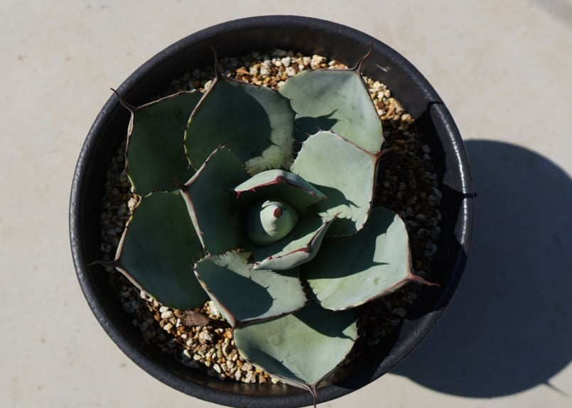 アガベ パリートランカータ NO.1 | mana's farm:塊根植物・アガベ