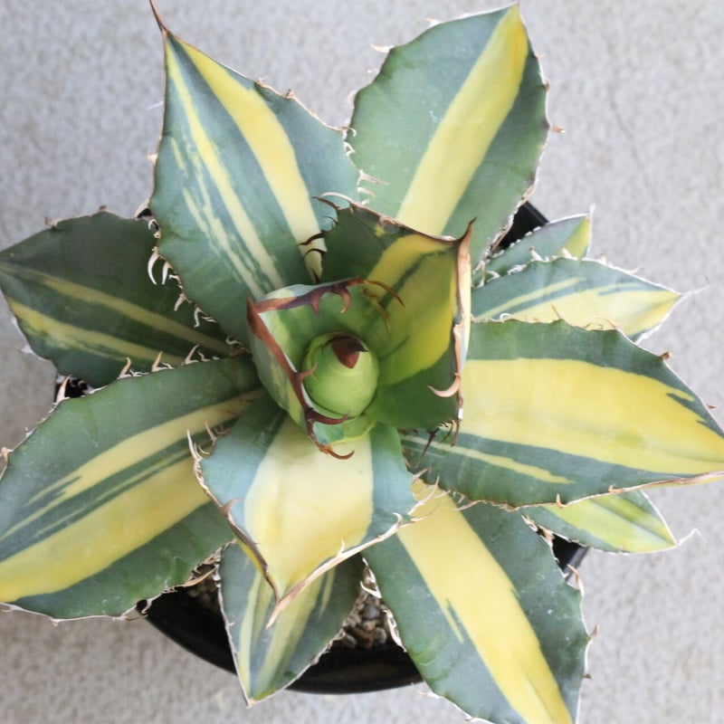 アガベ チタノタ錦（黄散斑） | hanayoshi-botanical