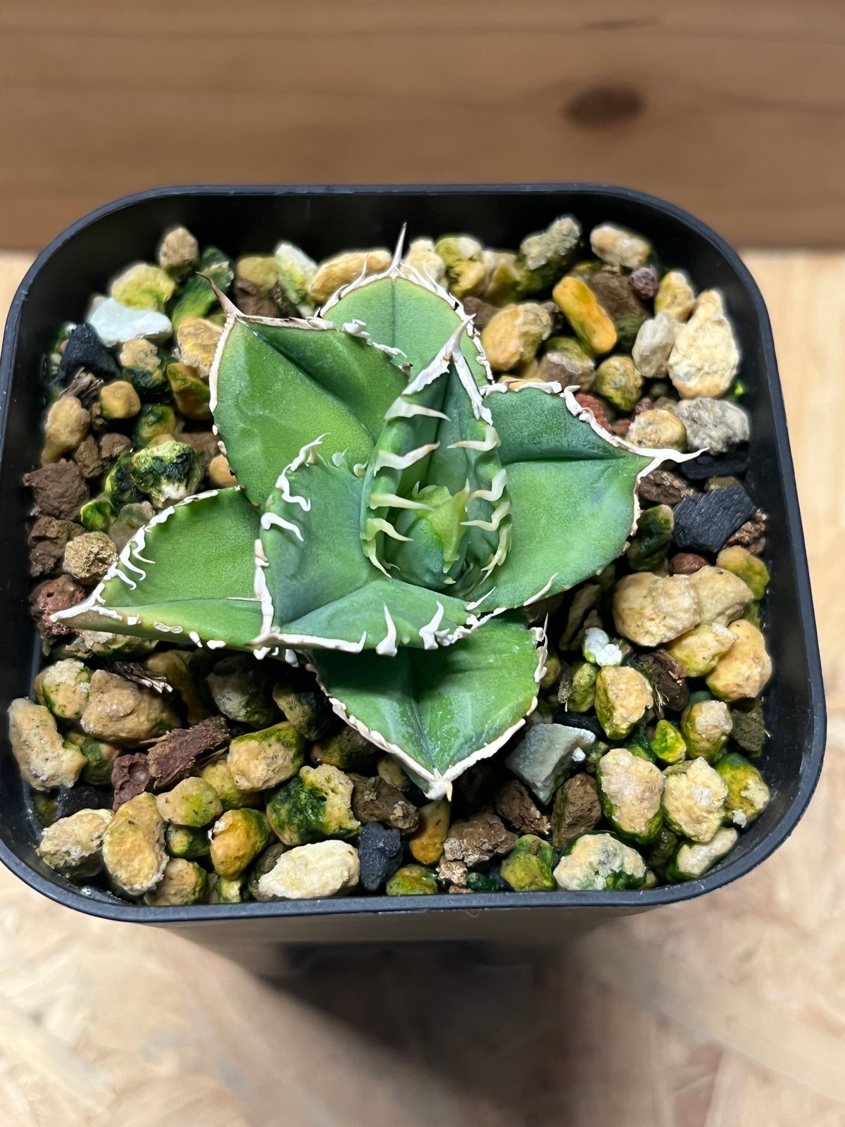 アガベ チタノタ 大白鯊 ホオジロザメ | GREEN LUCK