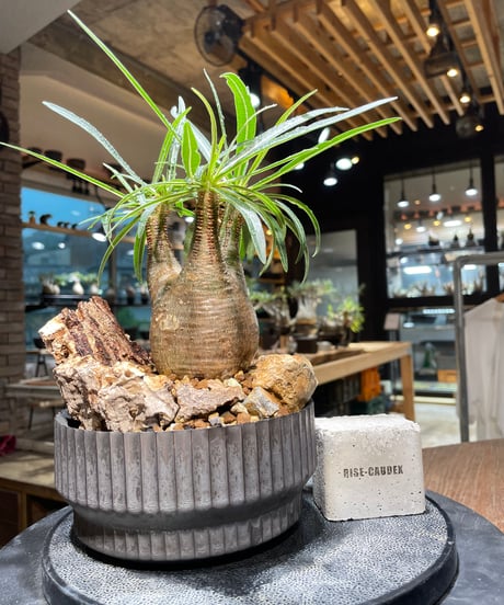 CATEGORY VALIEM鉢植込み | RISE-CAUDEX ONLINE STORE