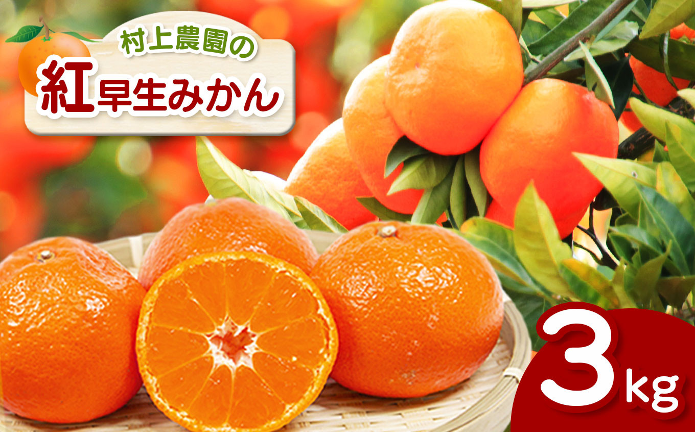 村上農園 』 紅早生みかん 3kg | フルーツ 果物 柑橘 柑橘類 早生 天水