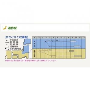 メーカー直送】名月一文字(TNE-765) 【タキイ種苗】 コート5000粒