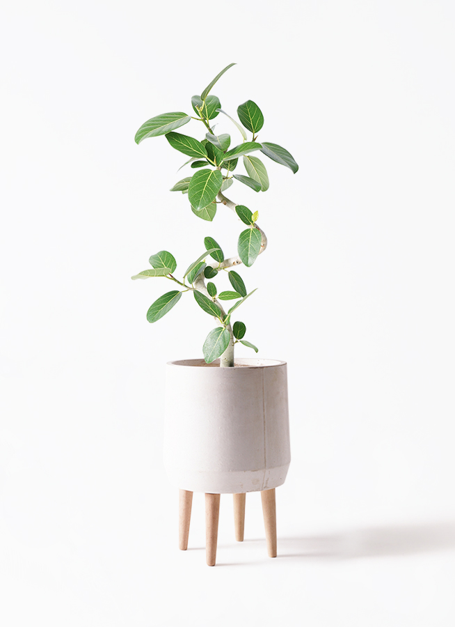 観葉植物 フィカス ベンガレンシス7号 曲り アートストーン ラウンド