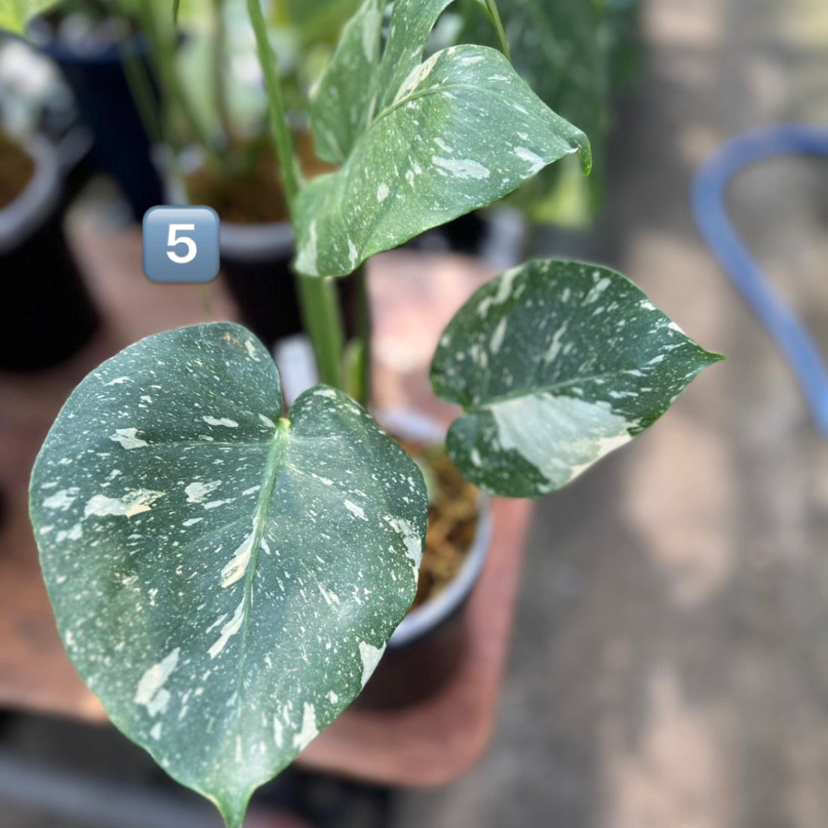 希少】モンステラ・デリシオーサ 'タイコンステレーション【スター