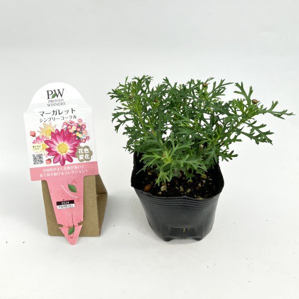 PW公式オンラインストア / マーガレット シンプリーコーラル