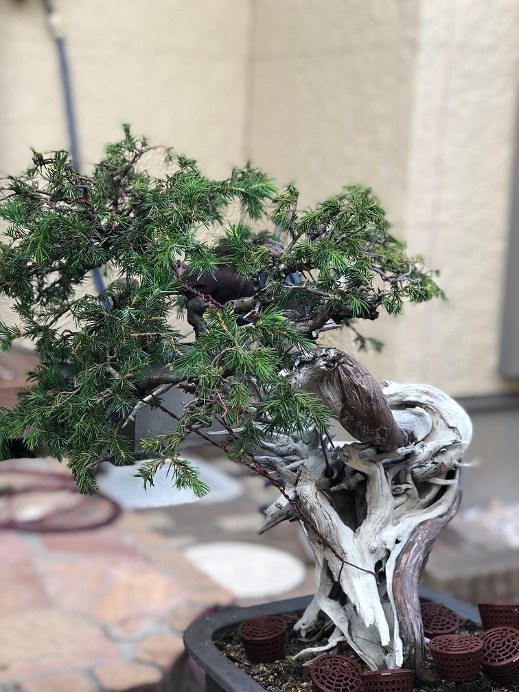 杜松幹曲げ2 | Vintage Bonsai 〜盆栽＆北欧ヴィンテージ〜