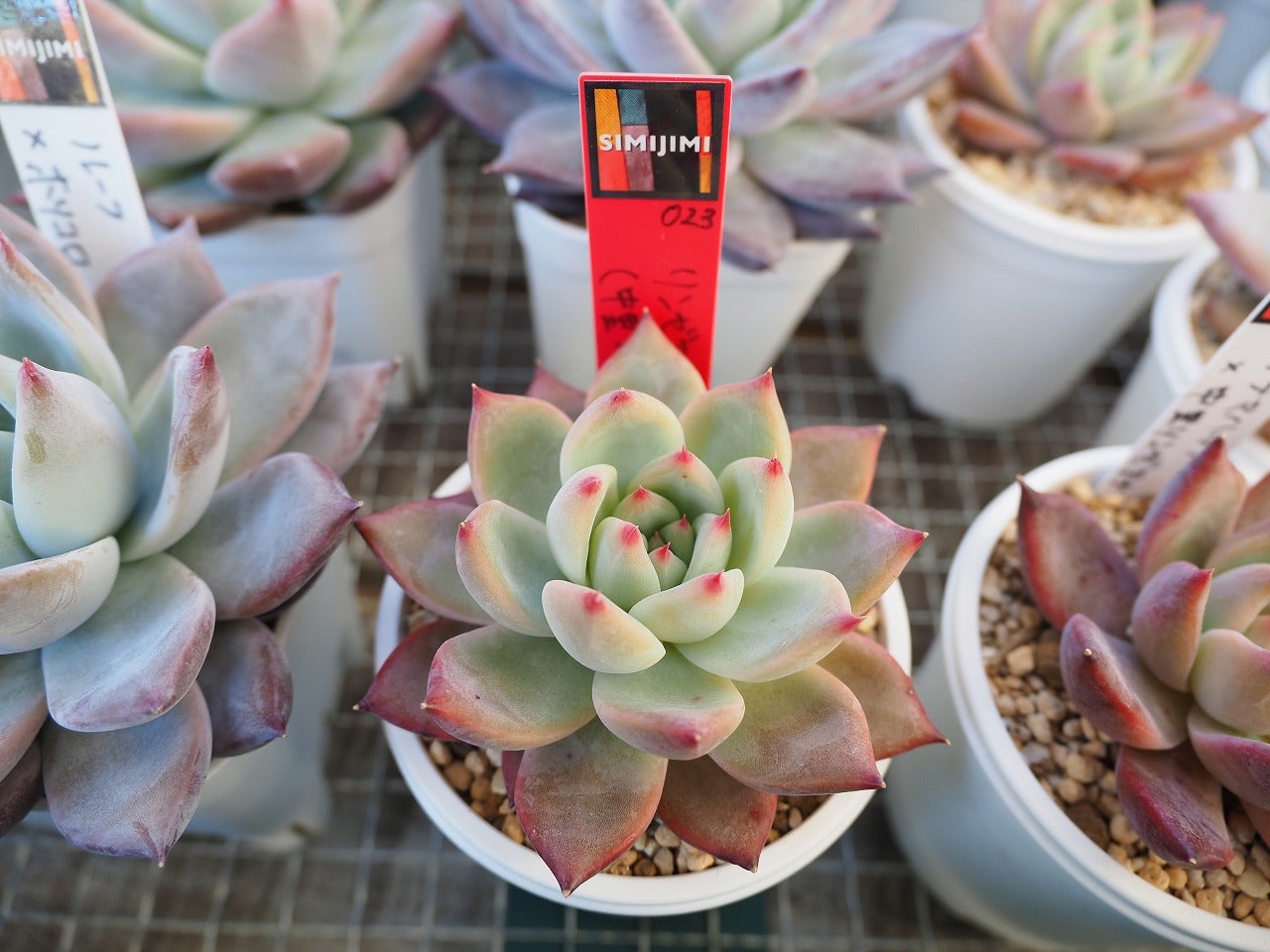 SIMIJIMIさんトツギーノ苗特集 | ブログ版Olive&SucculentGarden