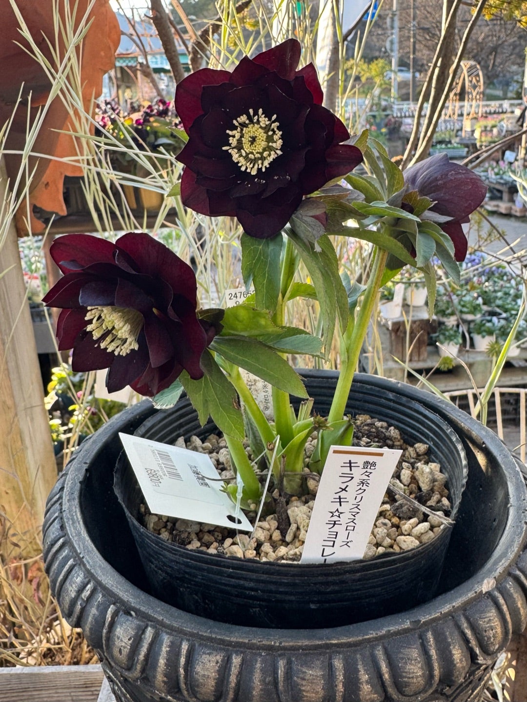 加藤農園さんフェア④♪＊キラメキ☆チョコレート＊購入クリロー決定