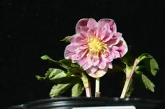 2026年最新】プリマベーラ クリスマスローズの人気アイテム - メルカリ