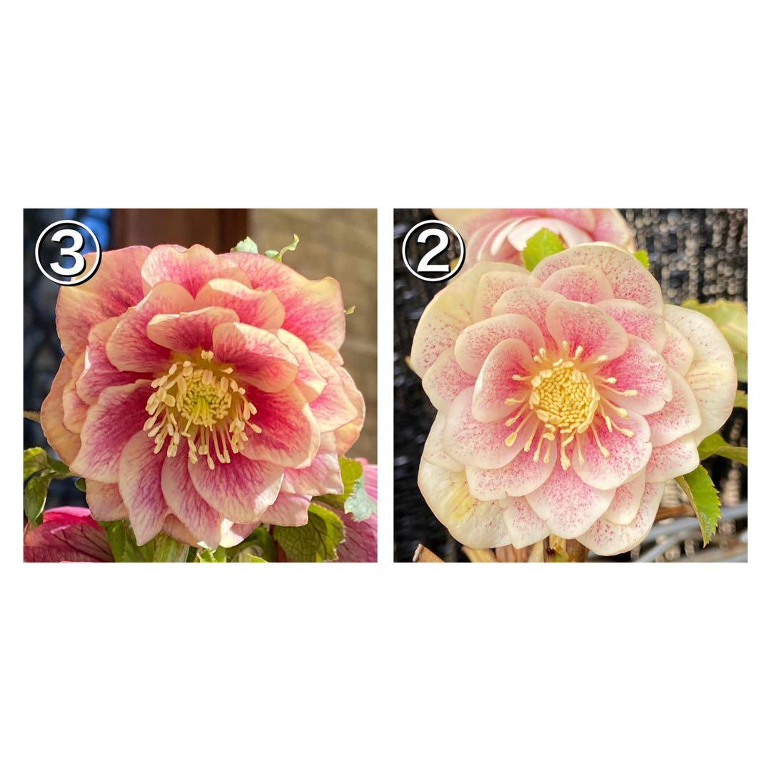 ソレイユ×プリマヴェーラゴールド★クリスマスローズ交配苗★開花年数経過株 クリスマスローズ開花株 DDプリマヴェーラホワイトゴールド 282 現品