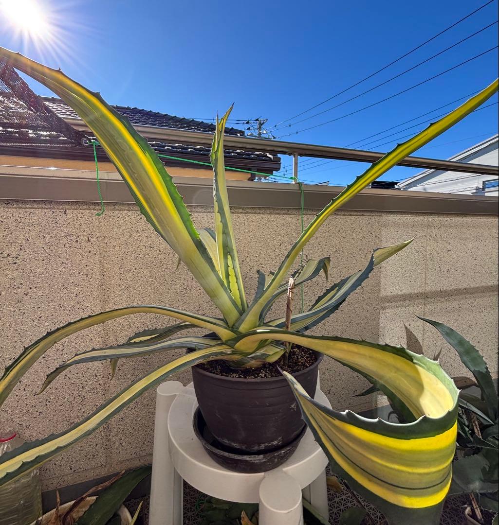 特大‼️ アガベ アメリカーナ・メディオピクタ 中斑　黄中班 横幅100㎝ 特大‼️ アガベ アメリカーナ・メディオピクタ 中斑 黄中班 横幅100㎝