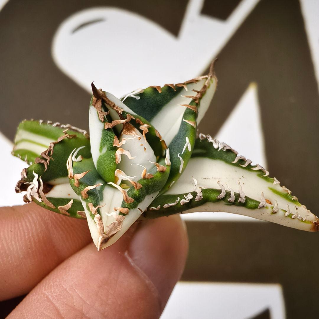 817 【上澳園芸】アガベ チタノタSAD 白中斑錦 鮮明錦 （永久斑）稀少株 園芸ネット本店｜アガベ：チタノタ No.1 白中斑（発根済） 3号鉢植え23