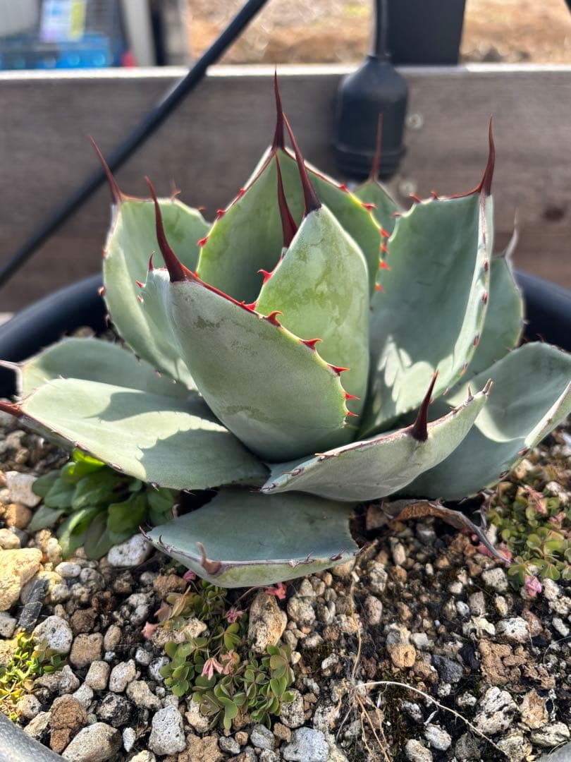 アガベ　パリートランカータ　丸葉　C アガベ パリー Agave parryiのショッピング｜多肉植物図鑑 PUKUBOOK