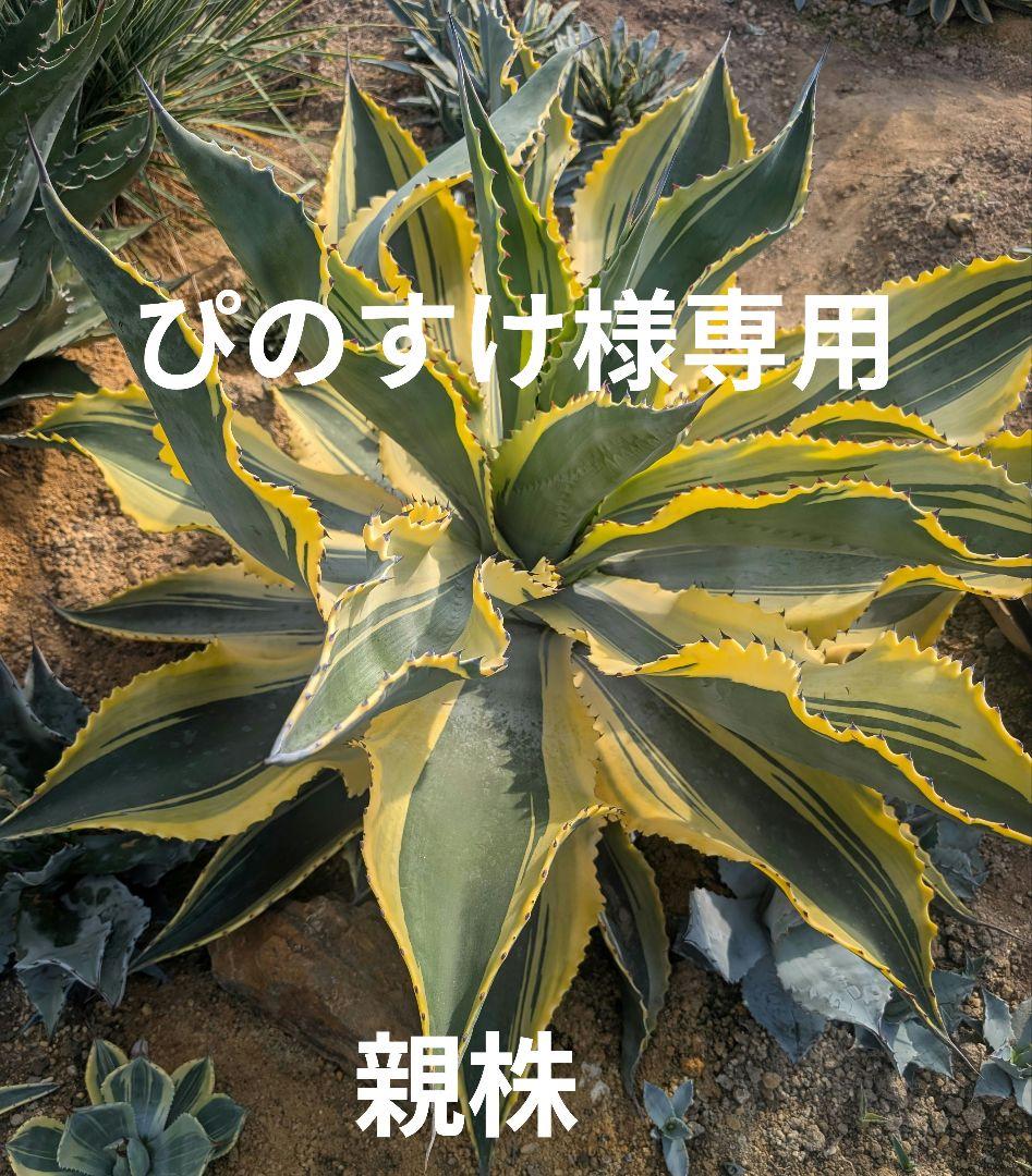 アガベ ☆リップルエフェクト ランナー小株 ドライガーデン映え とにかくリップルエフェクトが好き。 #アガベリップルエフェクト @bci