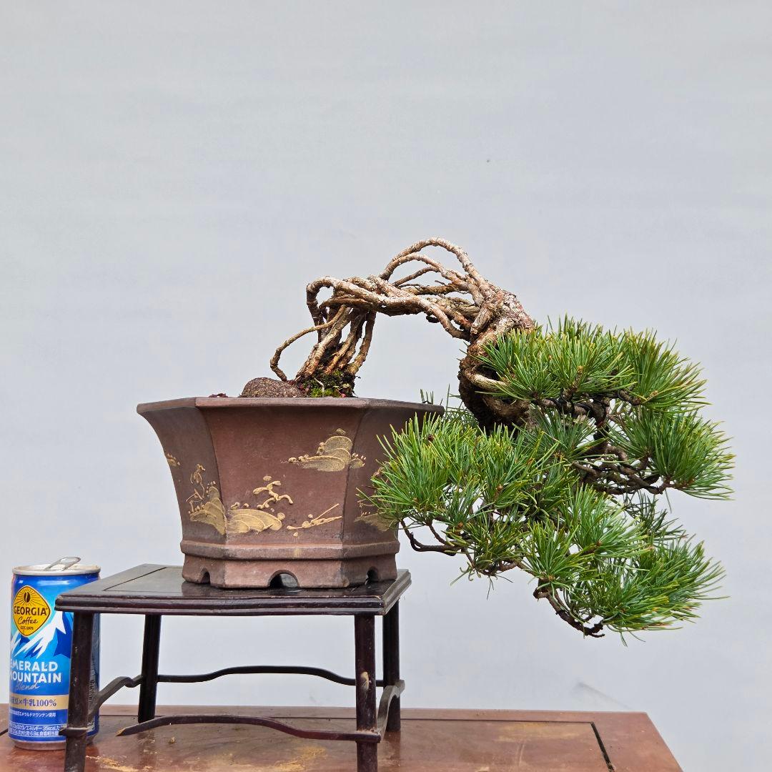 五葉松　[根上がり半懸崖]　貴風盆栽 五葉松盆栽 懸崖 No.a8-3 | 五葉松 専門盆栽園 松風園(しょうふうえん