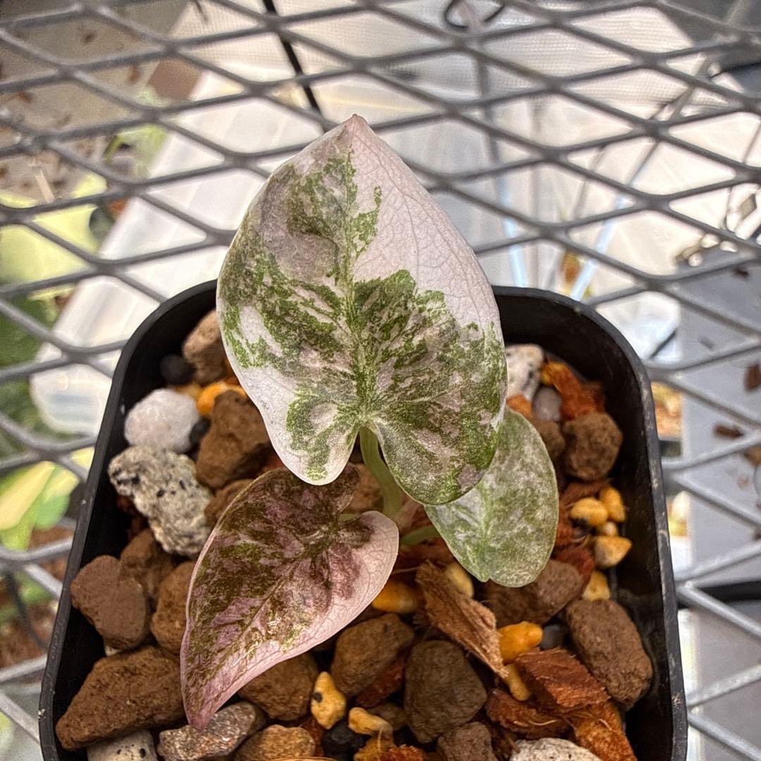 極上 アロカシア クプレア スーパーピンク Alocasia cuprea pink - Etsy 日本