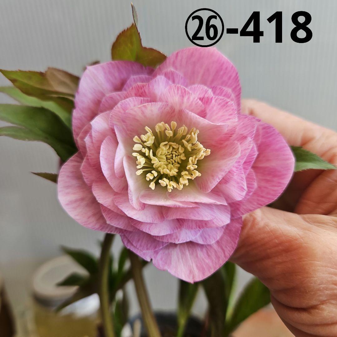 ㉖-418クリスマスローズ 一点物】広瀬園芸 クリスマスローズ 5号（HR1）｜山野04-PA | 草花