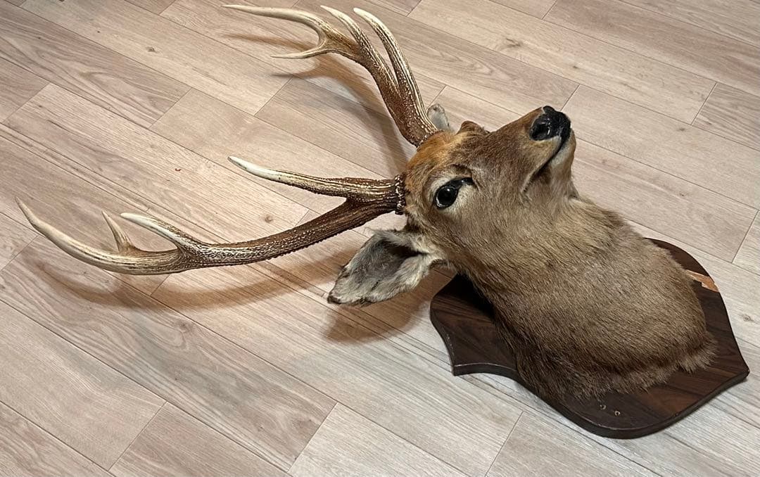 ハンティングトロフィー 壁飾り 蝦夷鹿の剥製 - メルカリ