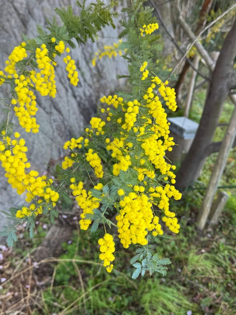【予約品】すーさん　ミモザ 長さ約80cm 140サイズ　開花後に価格変更 ミモザの花束 | HitoHana（ひとはな）