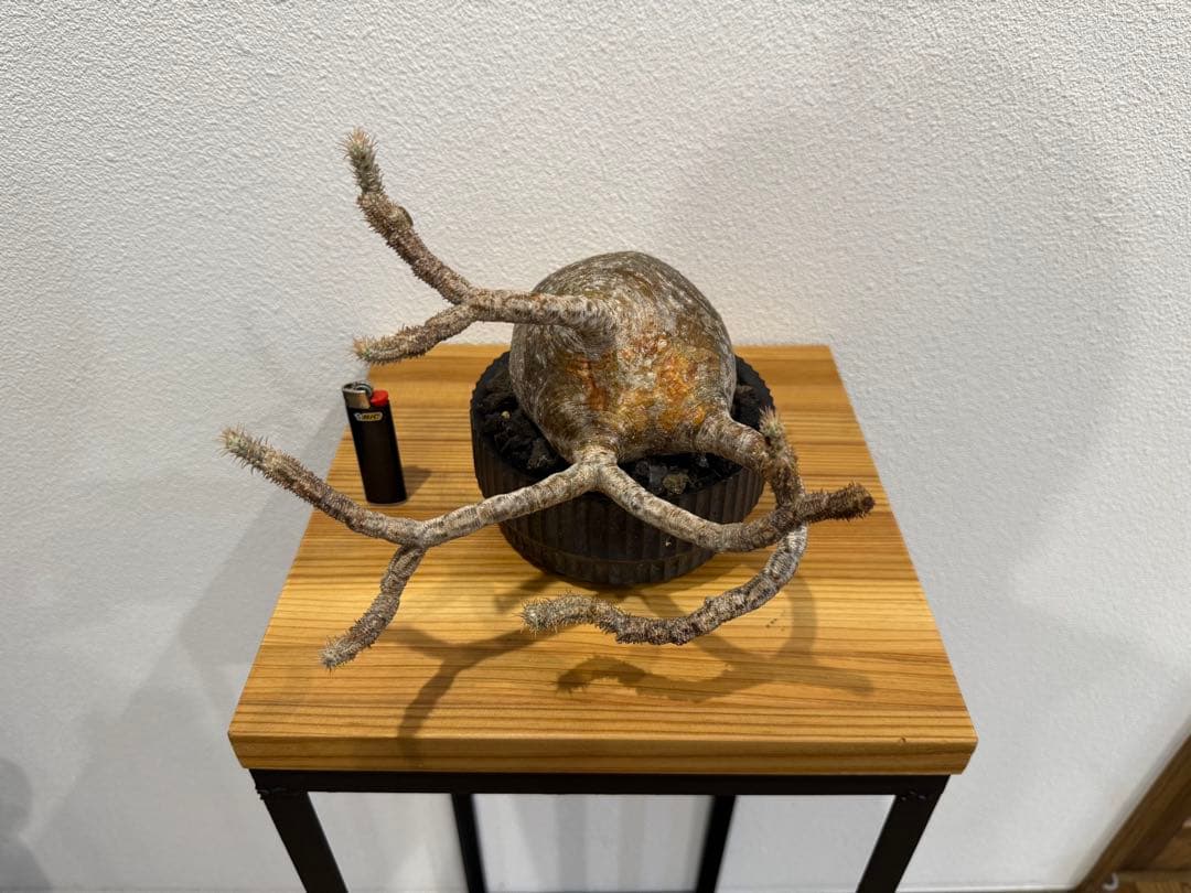 パキポディウム・グラキリス　VALIEM DEEP VOID バリエム 2026年最新】valiem deep voidの人気アイテム - メルカリ